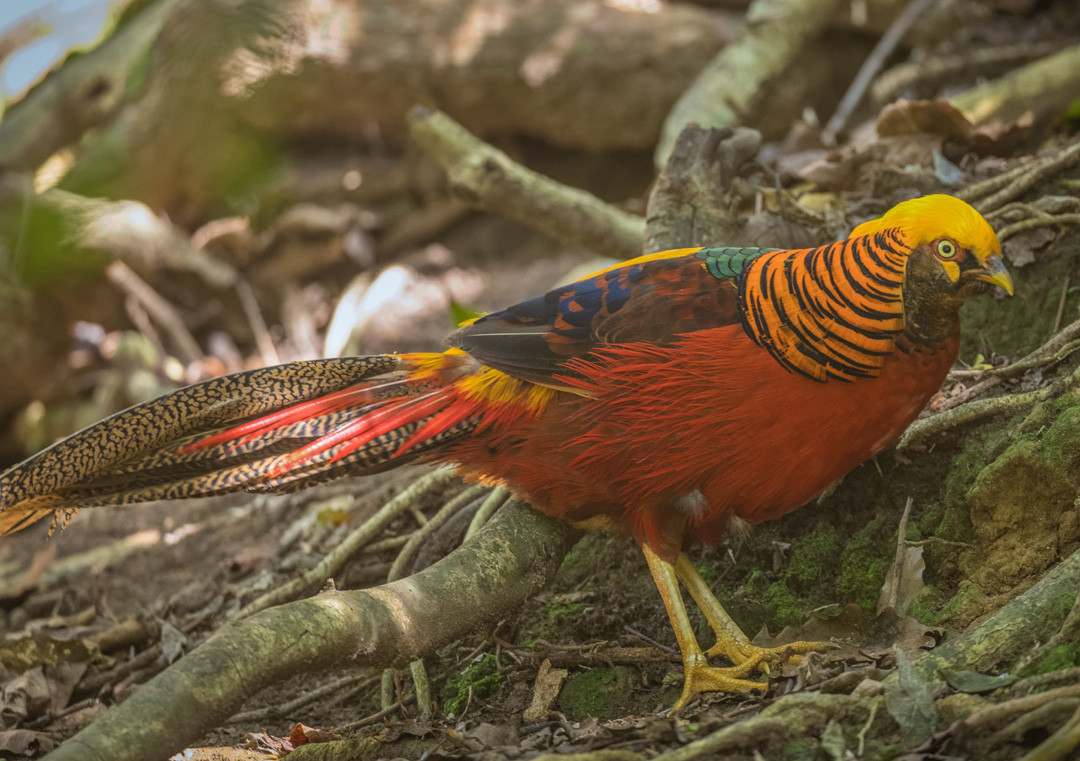 image Golden Pheasant